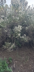 Baccharis pilularis