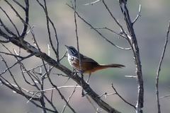 Achaetops pycnopygius