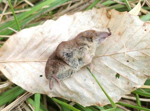 North American Least Shrew