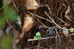 Diphyus quadripunctorius