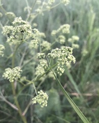 Trinia glauca