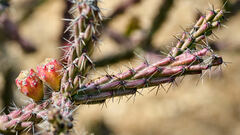 Cylindropuntia thurberi versicolor