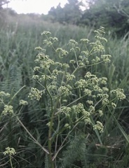 Trinia glauca