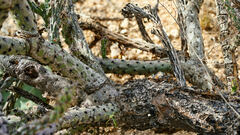 Cylindropuntia thurberi versicolor