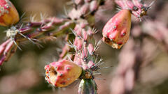 Cylindropuntia thurberi versicolor
