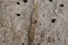 Chthonius ischnocheles