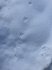 Peromyscus sonoriensis