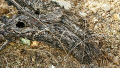 Cylindropuntia thurberi versicolor