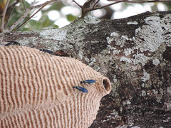 Synoeca septentrionalis