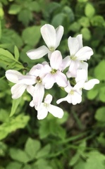 Cardamine bulbifera
