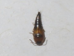 Tachyporus solutus