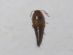Tachyporus solutus
