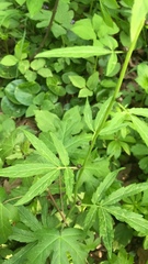 Cardamine bulbifera