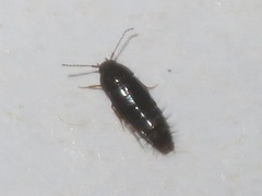 Habrocerus capillaricornis