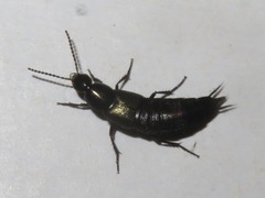 Philonthus cognatus