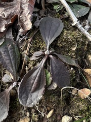 Antennaria solitaria