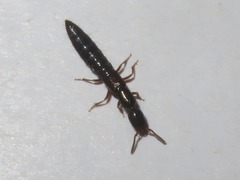 Xantholinus longiventris