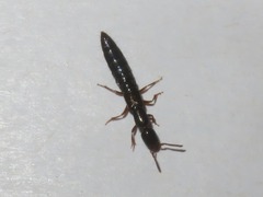 Xantholinus longiventris