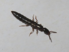 Xantholinus longiventris