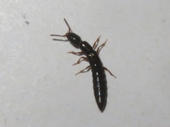 Xantholinus longiventris