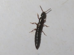 Xantholinus longiventris
