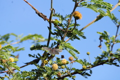 Melanis acroleuca acroleuca