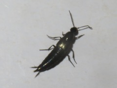 Philonthus cognatus