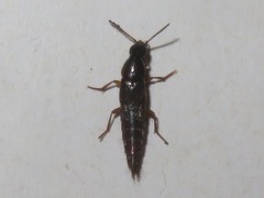 Quedius maurorufus
