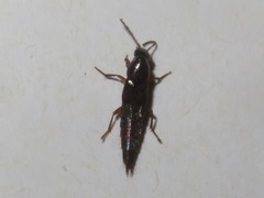 Quedius maurorufus