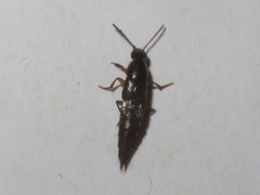 Quedius maurorufus