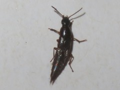 Quedius maurorufus