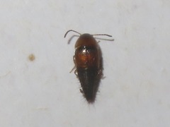 Tachyporus solutus