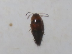 Tachyporus solutus