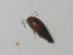 Tachyporus solutus