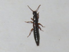 Lathrobium elongatum