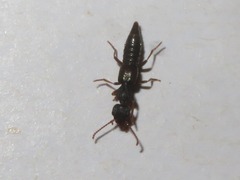 Rugilus rufipes