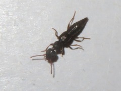 Rugilus rufipes