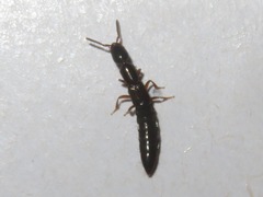 Xantholinus longiventris