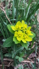 Euphorbia epithymoides