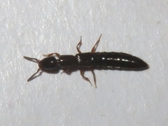 Xantholinus longiventris