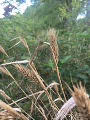 Elymus virginicus virginicus