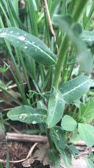 Euphorbia epithymoides