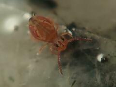 Dicyrtomina ornata
