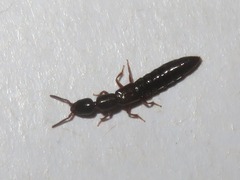 Xantholinus longiventris