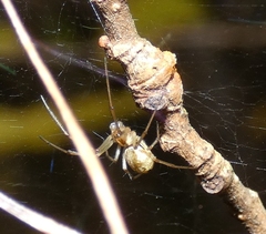 Neriene peltata