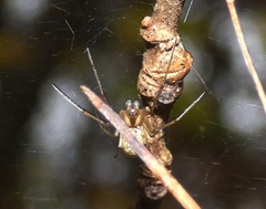 Neriene peltata