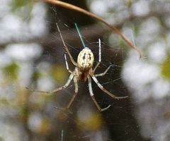 Neriene peltata