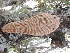 Synoeca septentrionalis