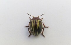 Desmogramma