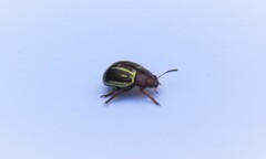 Desmogramma